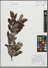 Foto von Salix appendiculata Vill.